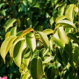 Ficus benjamin specie, soiuri, îngrijire la domiciliu