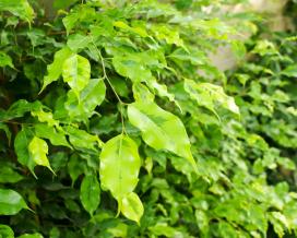 Ficus benjamin specie, soiuri, îngrijire la domiciliu