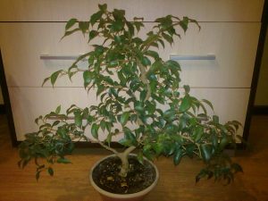 Vianden Ficus (Ficus wiandi) gondozás, szaporítás és az átültetést