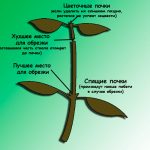 Фікус Віандена фото і догляд в домашніх умовах, не форум чи відео, де купити і його ціна, порадник