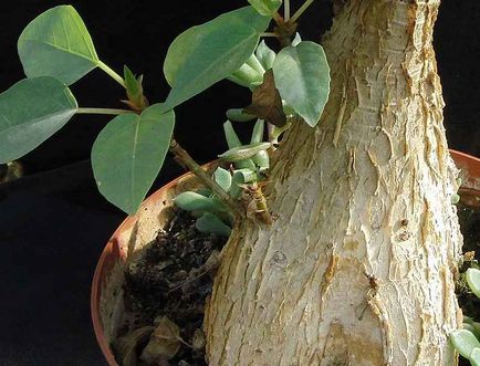 Ficus Vianden fotó és ápolási otthon, nem egy fórumon, vagy egy videót, ahol vásárolni és árát, tanácsadó