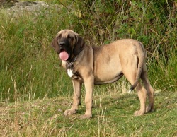 Phil Brasileiro (fajta leírás phylum Brasileiro) Fila Brasileiro