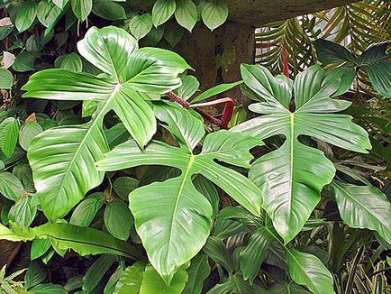 Philodendron - tipuri și îngrijire (cu fotografie)