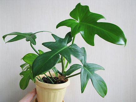 Philodendron - tipuri și îngrijire (cu fotografie)