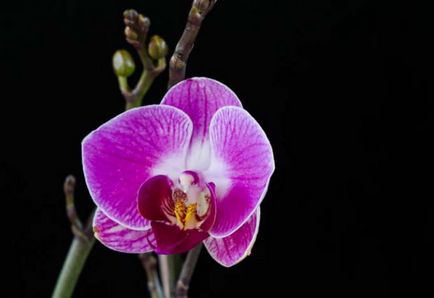 Lila orchidea alapokat, típusok és leírások, tippek növekszik, fotók