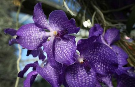 Purple orhidee informații generale, tipuri și descriere, sfaturi pentru creștere, fotografie
