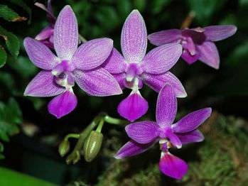 Фіолетова орхідея загальні відомості, види і опис, поради по вирощуванню, фото