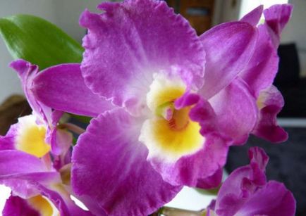 Фіолетова орхідея загальні відомості, види і опис, поради по вирощуванню, фото