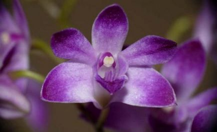 Violet orhidee informații generale, tipuri și descriere, sfaturi pentru creștere, fotografii (general) Purple orhidee informații generale, tipuri și descriere, sfaturi pentru creștere, fotografie