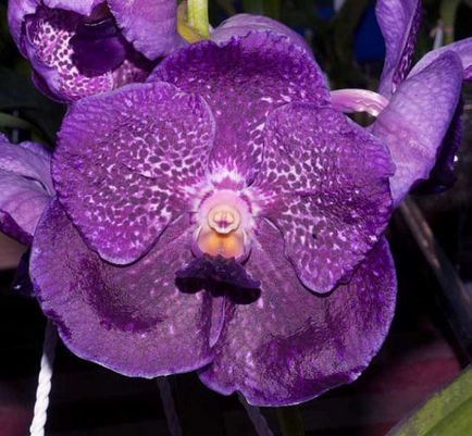 Violet orchid informații generale, tipuri și descriere, sfaturi pentru creștere, fotografie (descriere) Purple orhidee informații generale, tipuri și descriere, sfaturi pentru creștere, fotografie
