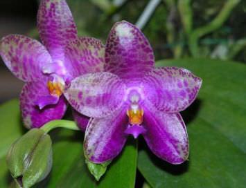 Purple orhidee informații generale, tipuri și descriere, sfaturi pentru creștere, fotografie