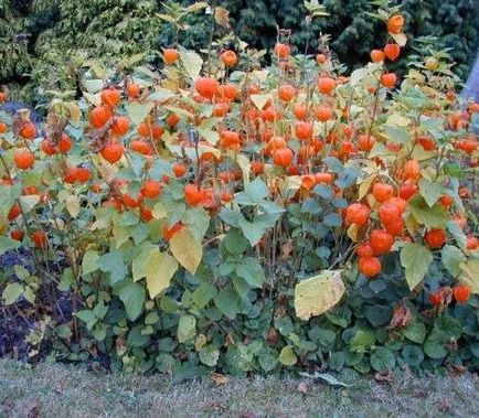 Cape egres termesztése és karbantartás, milyen a növény, és nő Physalis