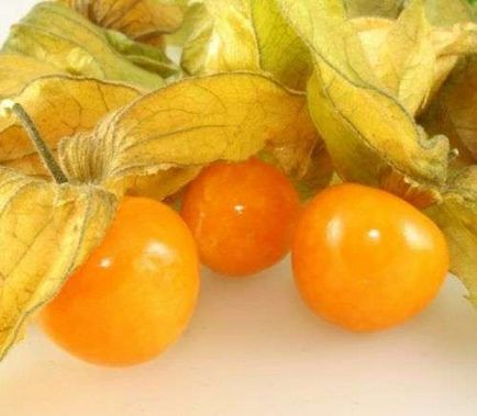 Physalis cultivare și îngrijire, cum să planteze și să cultive Physalis