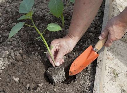 Physalis cultivare și îngrijire, cum să planteze și să cultive Physalis