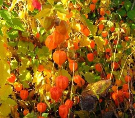 Physalis cultivare și îngrijire, cum să planteze și să cultive Physalis