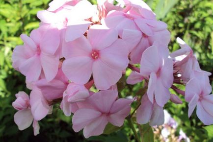 Îngrijirea florilor la domiciliu, cultivare, reproducere, plantare, transplant, tăiere, specie, fotografie