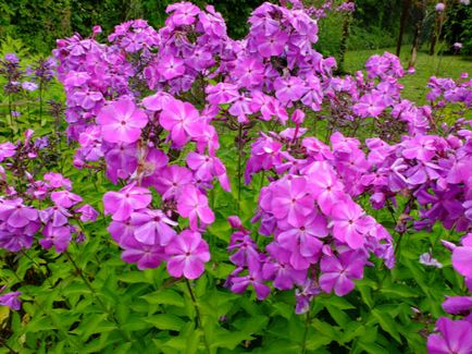 Phlox otthoni gondozást, termesztés, szaporítás, ültetés, átültetés metszés, fajok, fotók