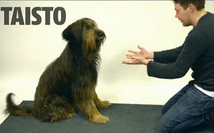 Фокусник показує, як собаки реагують на «трюк», коли ласощі зникають прямо у них перед