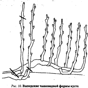 Формування і обрізка куща винограду схема, форми і основні принципи