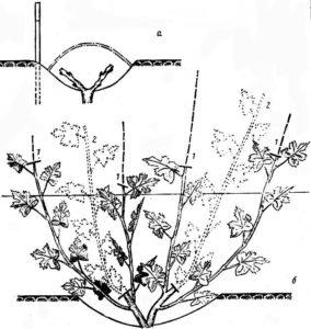 Формування і обрізка куща винограду схема, форми і основні принципи