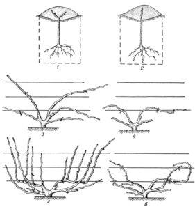 Формування і обрізка куща винограду схема, форми і основні принципи