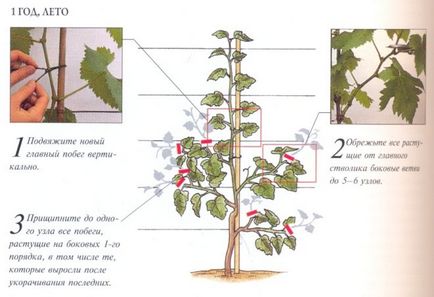Формування і обрізка куща винограду схема, форми і основні принципи