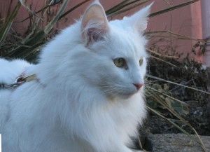 Фото білих котів і кішок (велика добірка), сайт «мурло»