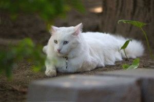 Фото білих котів і кішок (велика добірка), сайт «мурло»