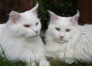 Фото білих котів і кішок (велика добірка), сайт «мурло»