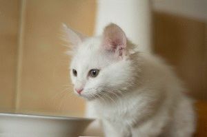 Fotografie de pisici și pisici albe (selecție mare), site-ul 