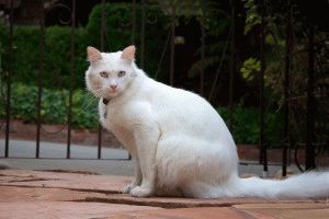 Fotografie de pisici și pisici albe (selecție mare), site-ul 