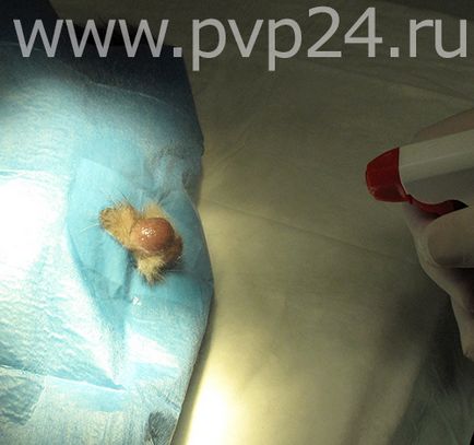 Foto castrarea unei pisici, o descriere detaliată a operației