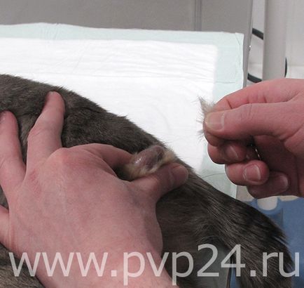 Фото кастрації кота, докладний опис операції