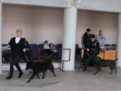 Фоторепортаж з виставки собак в тверском дк - синтетик