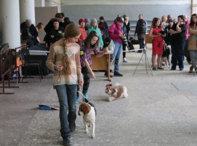 Photoreport din Show Dog din Tver DK - Sintetic