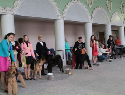 Photoreport din Show Dog din Tver DK - Sintetic