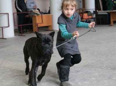 Photoreport din Show Dog din Tver DK - Sintetic