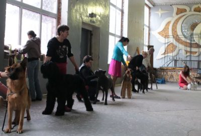 Photoreport din Show Dog din Tver DK - Sintetic