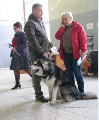 Photoreport din Show Dog din Tver DK - Sintetic