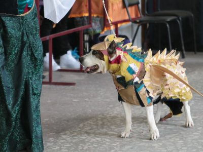 Photoreport din Show Dog din Tver DK - Sintetic