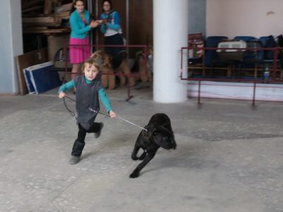 Photoreport din Show Dog din Tver DK - Sintetic