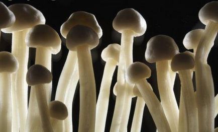 галюциногенні гриби
