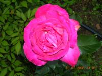 Gastroduodenitis, fájdalom (Donna Rosa D`alvadores) Gastroduodenitis, fájdalom