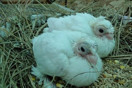 Де голуби ховають своїх пташенят отримай відповідь на питання