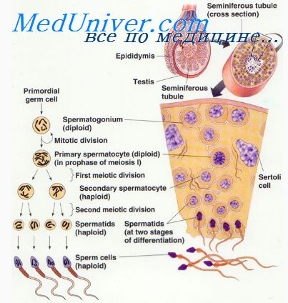 Bariera hematotecică