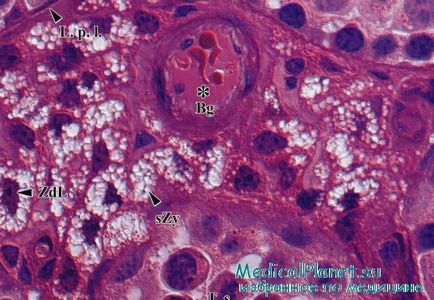 Bariera hematologică - structură, histologie
