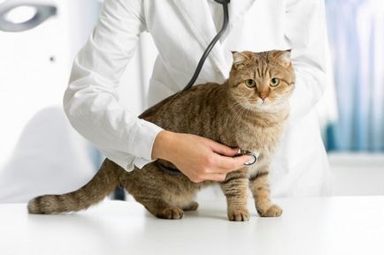 Hemolízis macskák egyes betegségek és kezelések