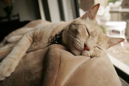 Hemolízis macskák egyes betegségek és kezelések