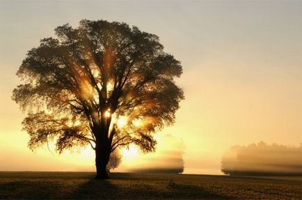 Cercetarea genealogică - oportunitatea de a afla mai multe despre strămoșii voștri, despre viața ta