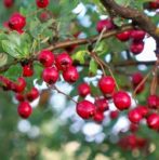 Hibiscus proprietăți utile ale unui arbore de casă